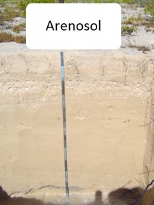 Arenosol
