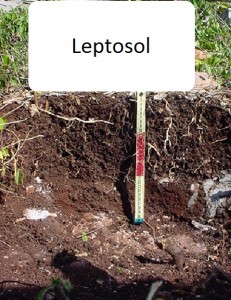 Leptosol